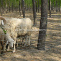 Geweven draadveldomheining voor herten en geiten